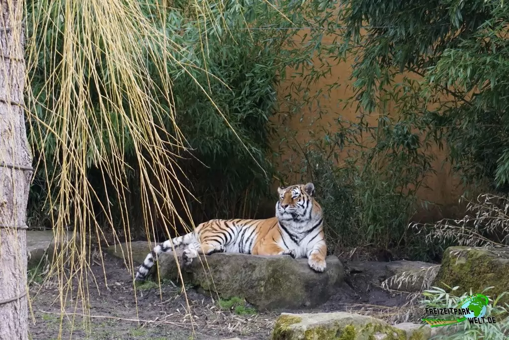 Königstiger im Allwetterzoo Münster - 2015