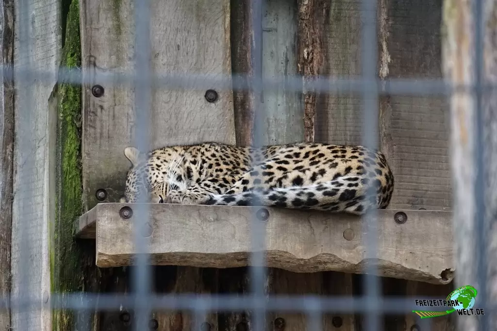 Persischer Leopard im Allwetterzoo Münster - 2015