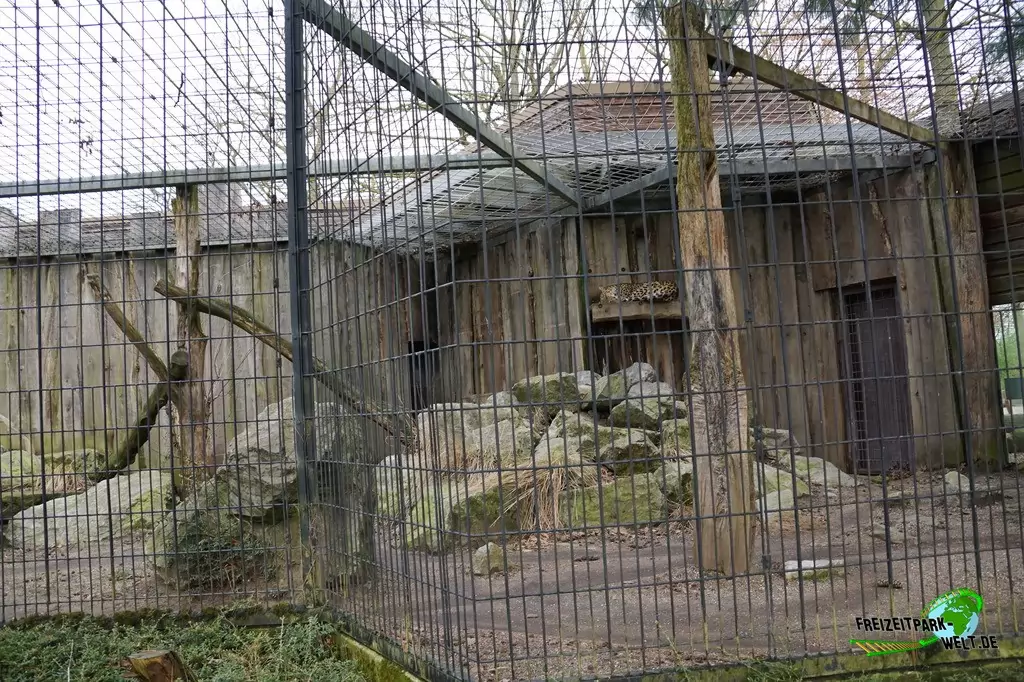 Persischer Leopard im Allwetterzoo Münster - 2015