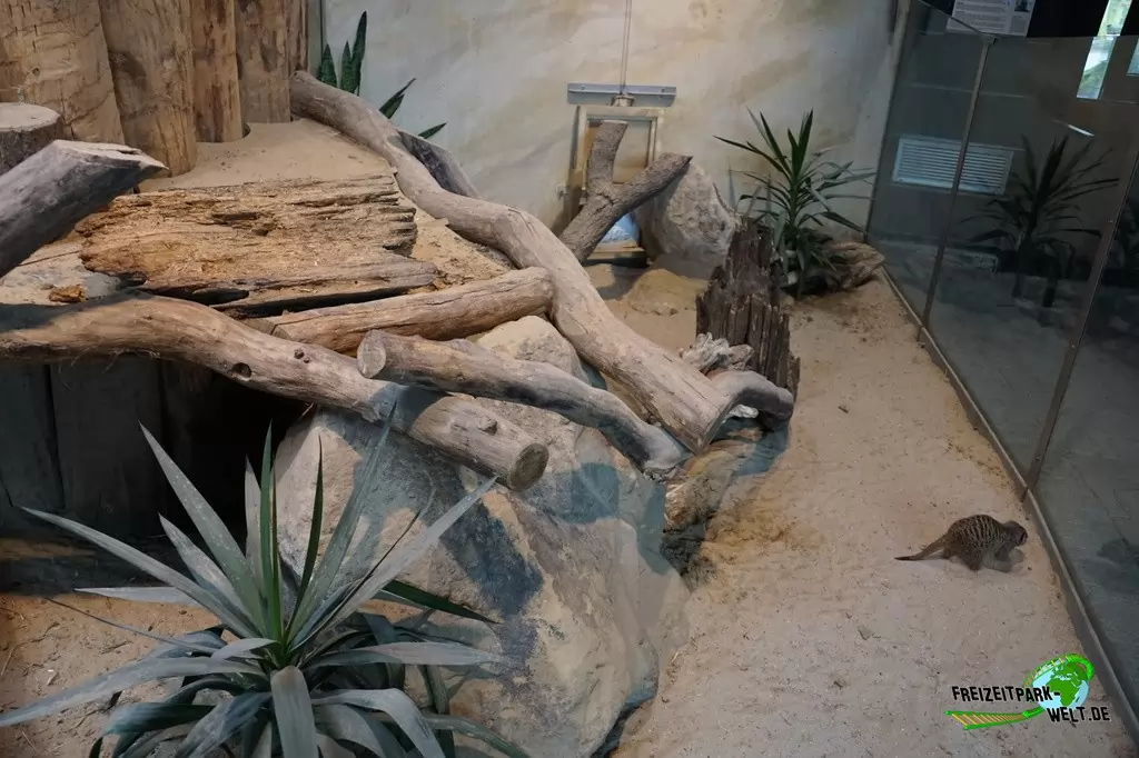 Erdmännchen im Allwetterzoo Münster - 2015