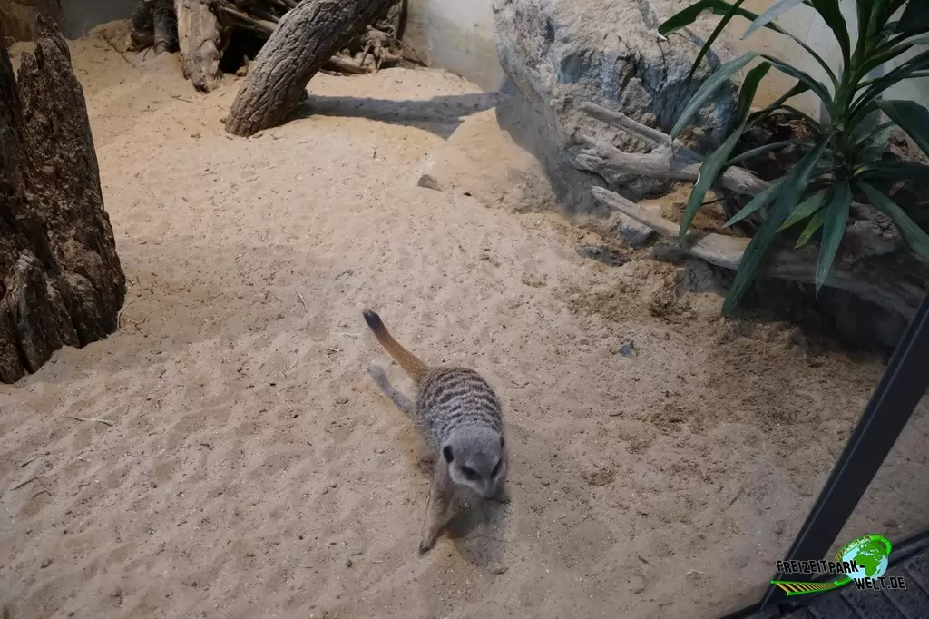 Erdmännchen im Allwetterzoo Münster - 2015
