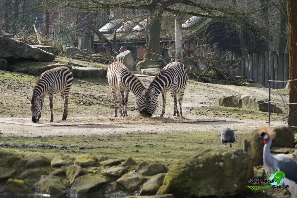 Steppenzebra im Allwetterzoo Münster - 2015