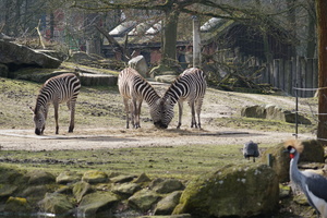 Teaserfoto Allwetterzoo Münster