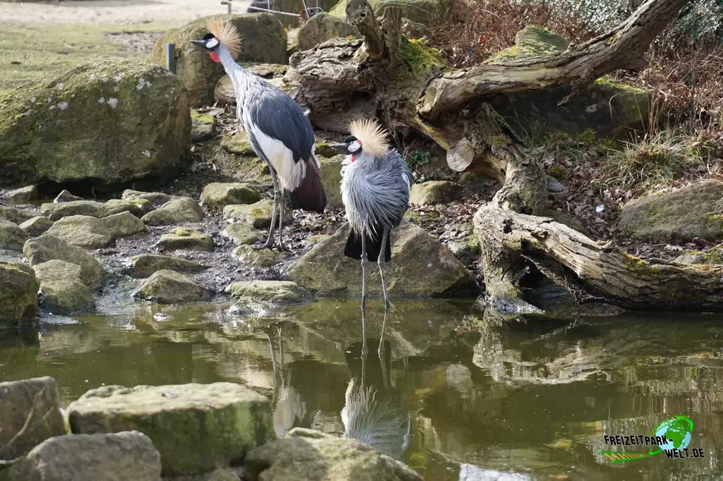 Kronenkranich im Allwetterzoo Münster - 2015