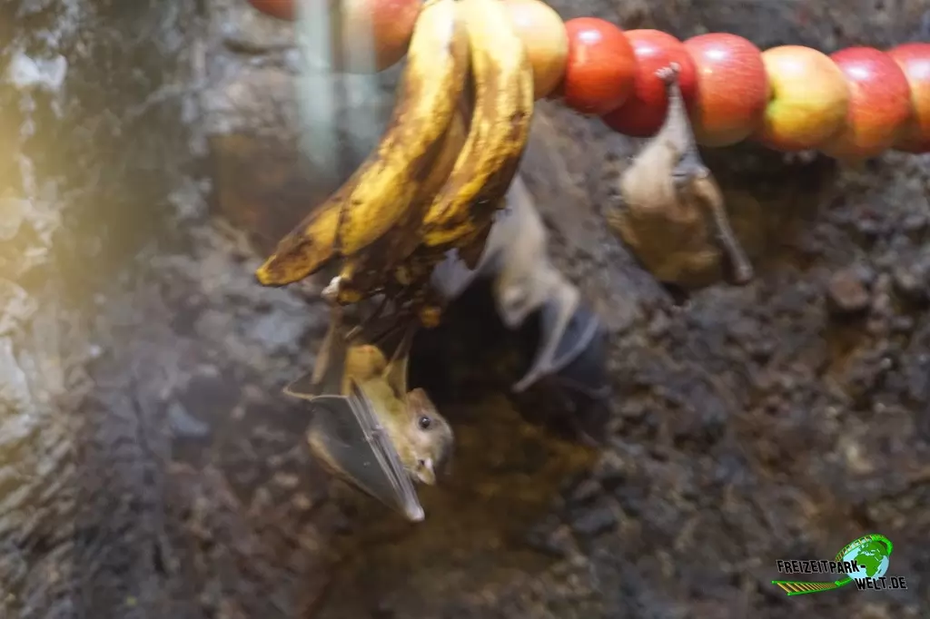 Nilflughund im Allwetterzoo Münster - 2015