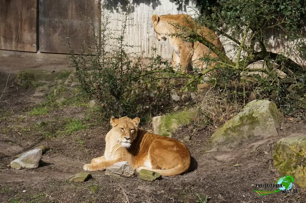 Berberlöwe im Allwetterzoo Münster - 2015