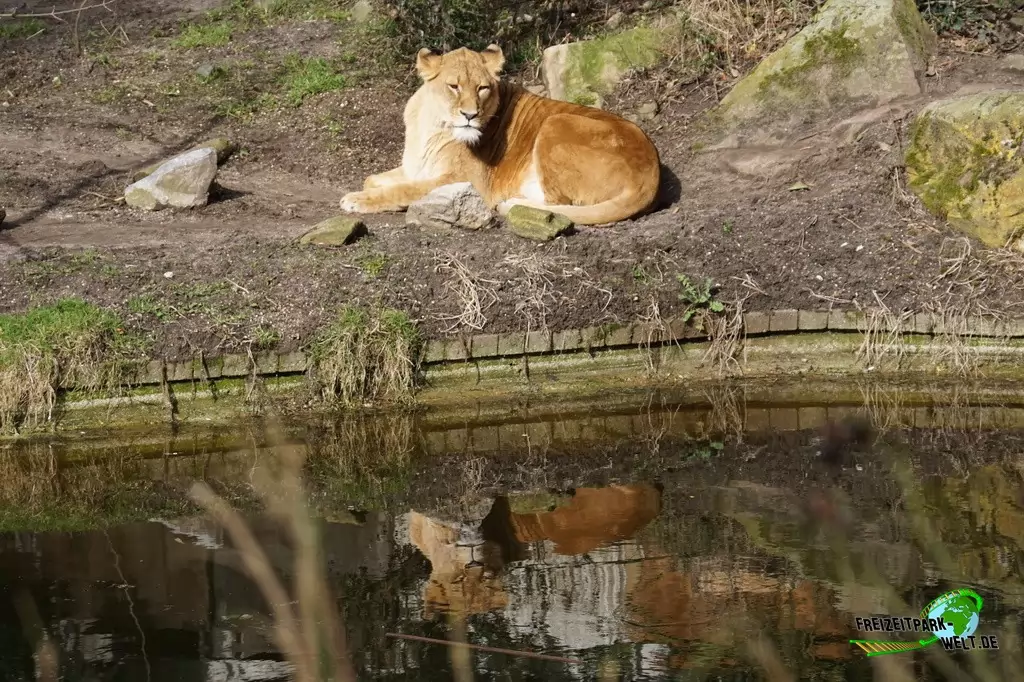 Berberlöwe im Allwetterzoo Münster - 2015