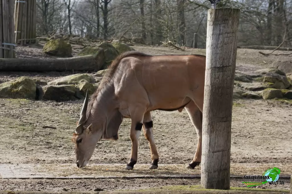 Elenantilope im Allwetterzoo Münster - 2015