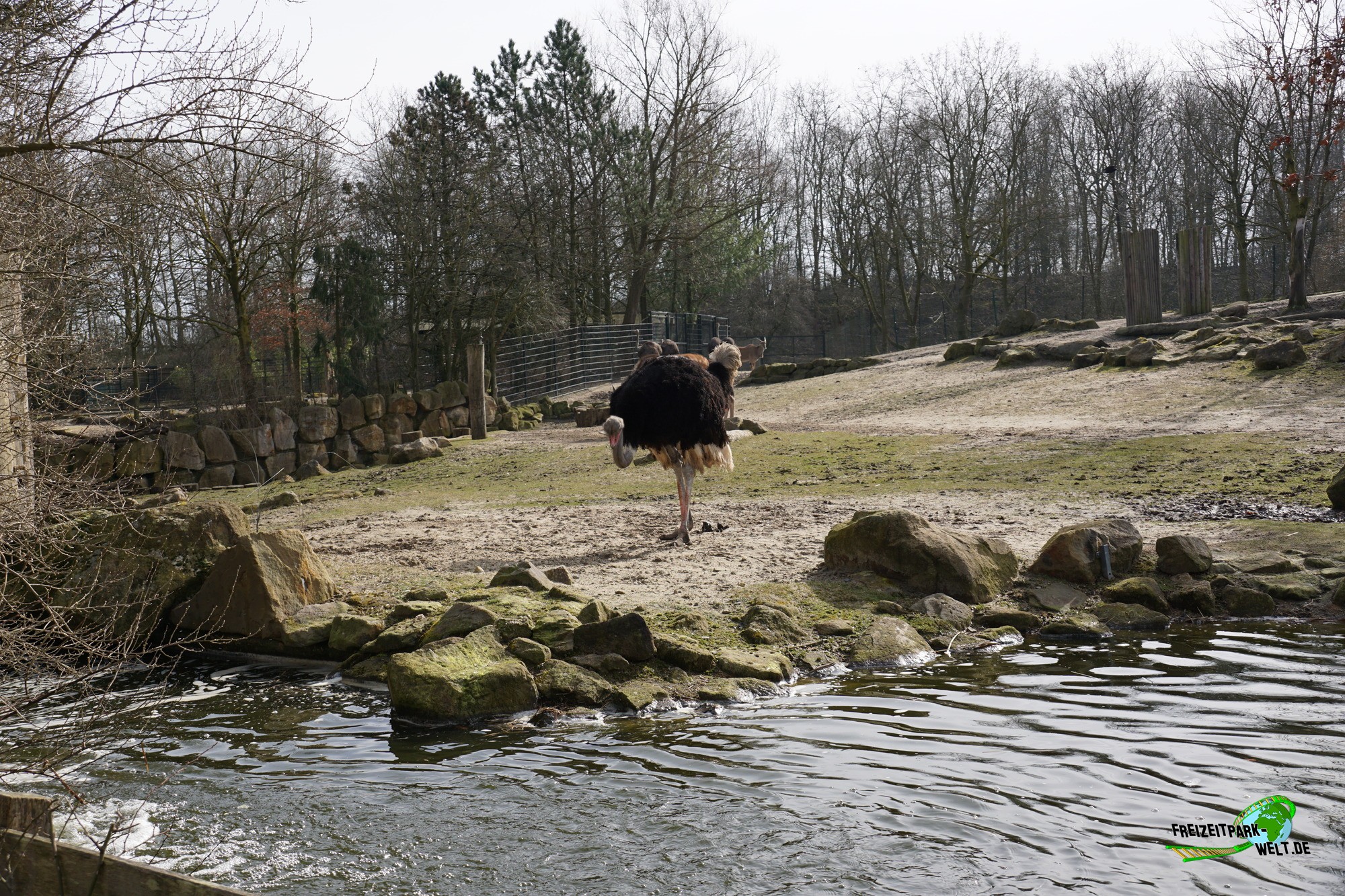 Südafrikanischer Blauhalsstrauß Allwetterzoo Münster Freizeitpark