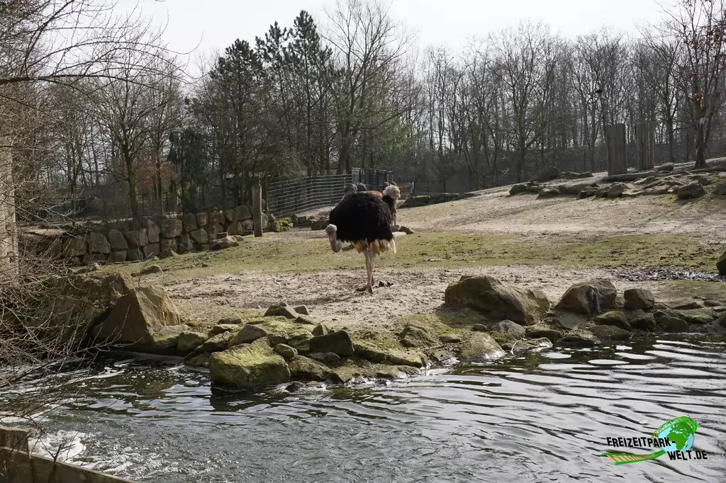 Südafrikanischer Blauhalsstrauß im Allwetterzoo Münster - 2015