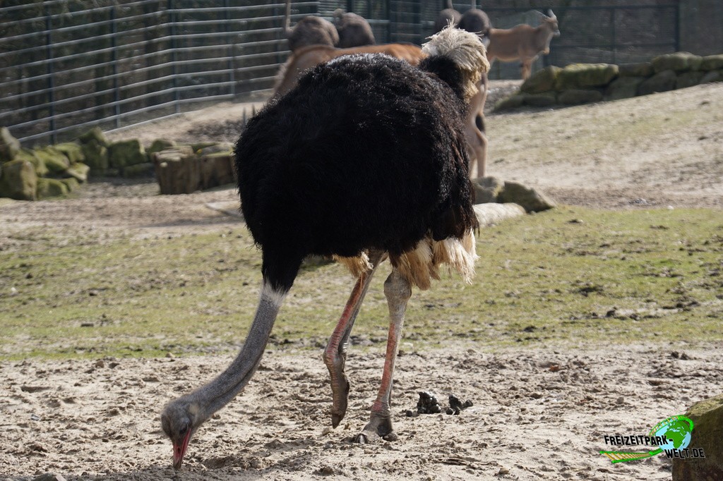 Südafrikanischer Blauhalsstrauß Allwetterzoo Münster Freizeitpark