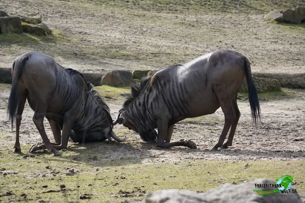 Südliches Streifengnu im Allwetterzoo Münster - 2015