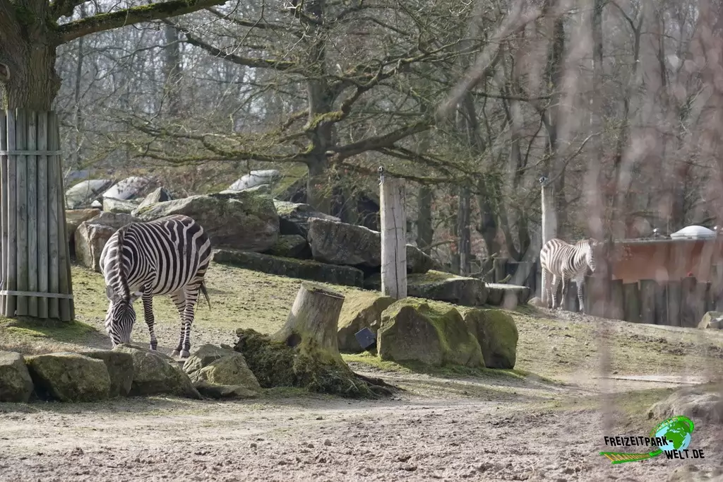 Steppenzebra im Allwetterzoo Münster - 2015