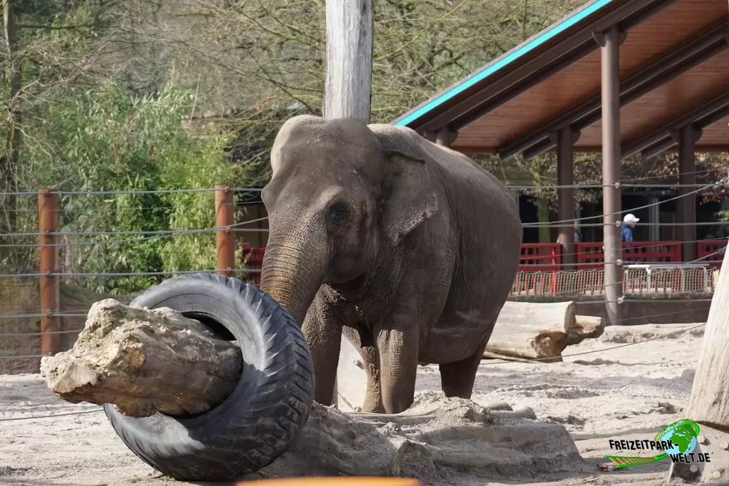 Asiatischer Elefant im Allwetterzoo Münster - 2015