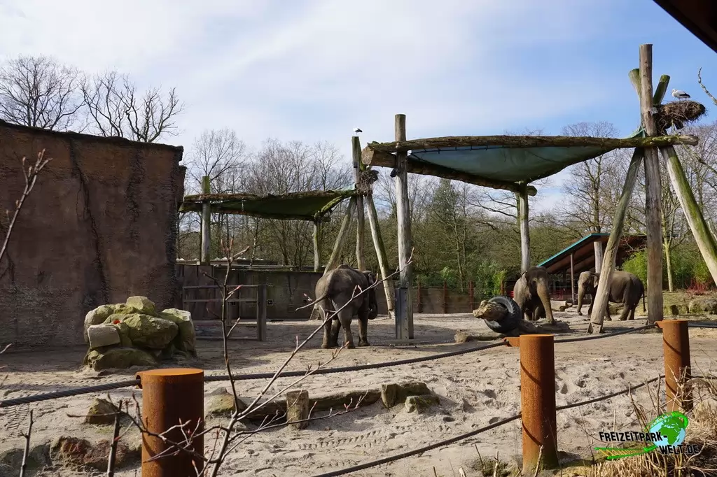 Asiatischer Elefant im Allwetterzoo Münster - 2015