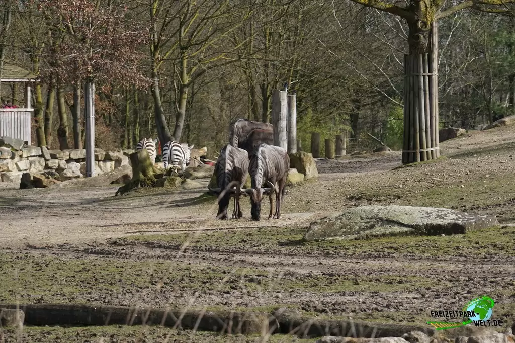 Südliches Streifengnu im Allwetterzoo Münster - 2015