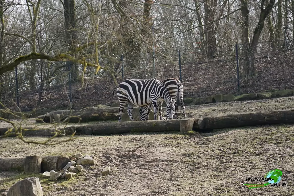 Steppenzebra im Allwetterzoo Münster - 2015