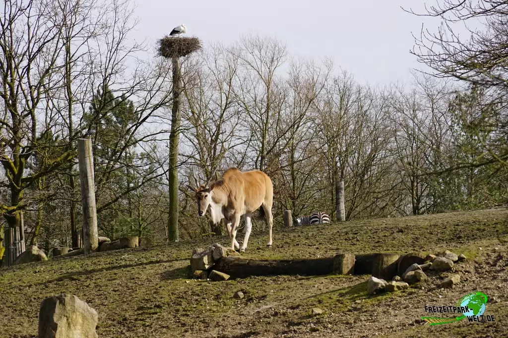 Elenantilope im Allwetterzoo Münster - 2015
