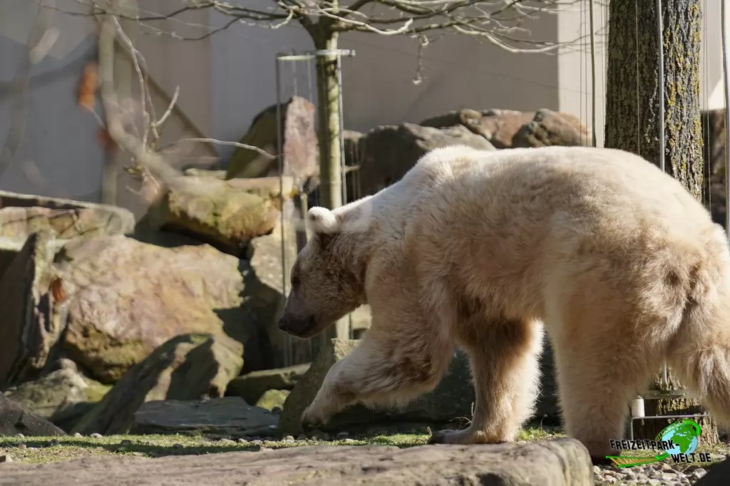 Syrischer Braunbär im Allwetterzoo Münster - 2015