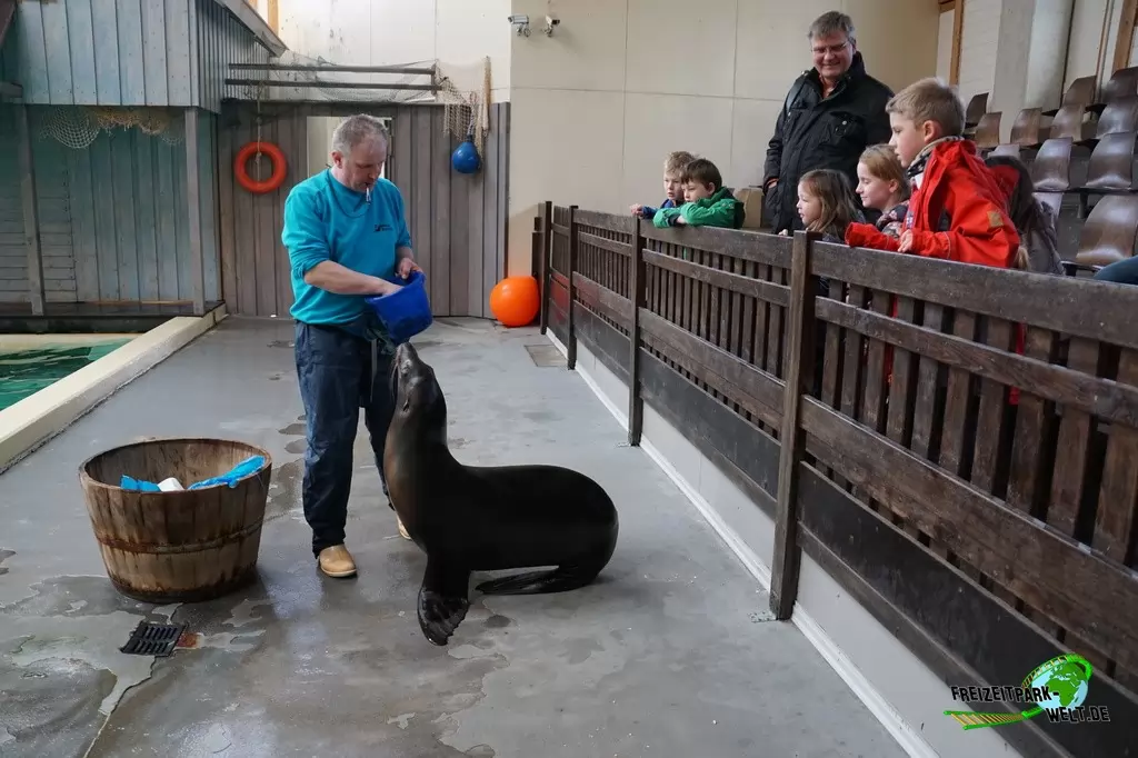 Kalifornischer Seelöwe im Allwetterzoo Münster - 2015