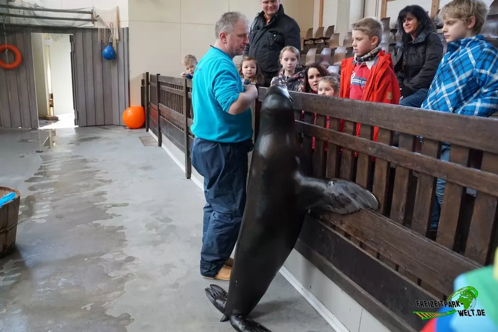 Kalifornischer Seelöwe im Allwetterzoo Münster - 2015