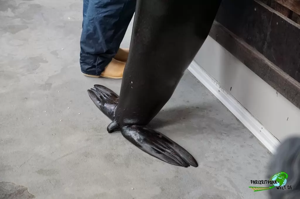 Kalifornischer Seelöwe im Allwetterzoo Münster - 2015