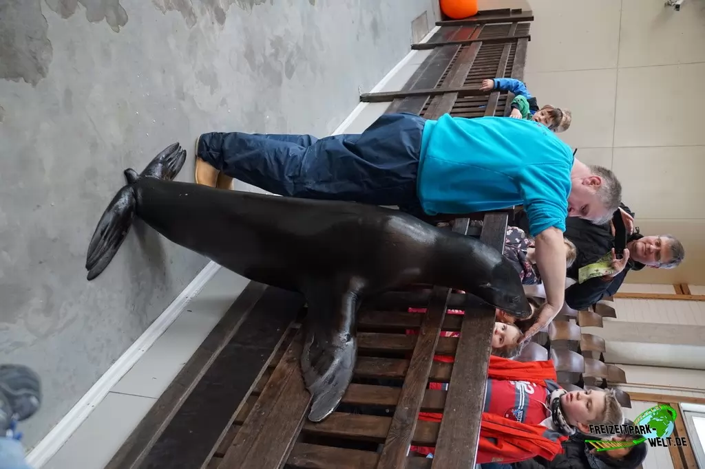 Kalifornischer Seelöwe im Allwetterzoo Münster - 2015