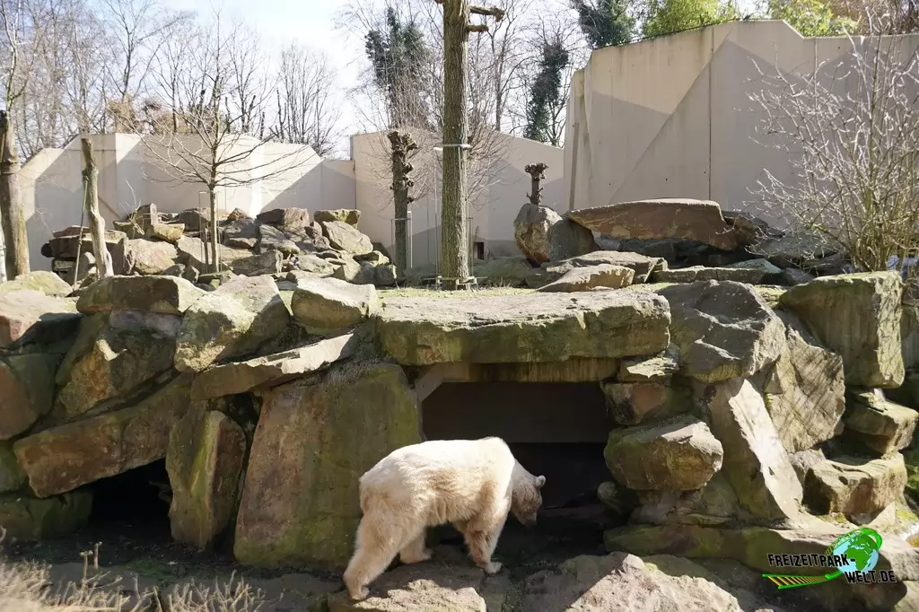 Syrischer Braunbär im Allwetterzoo Münster - 2015