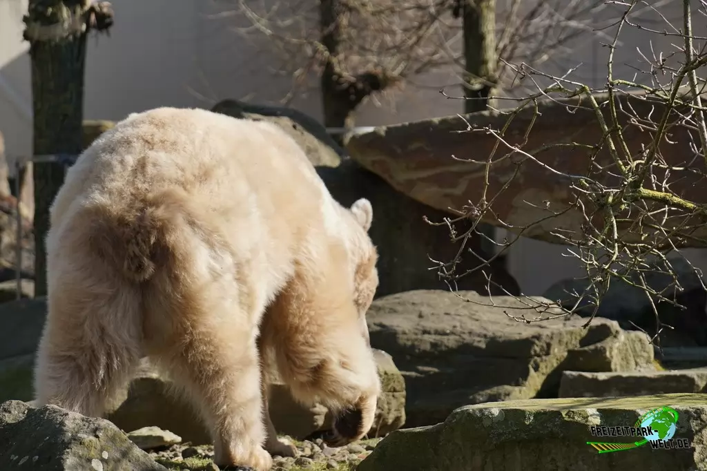 Syrischer Braunbär im Allwetterzoo Münster - 2015