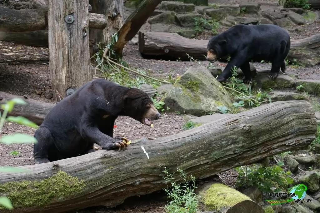 Malaienbär im Allwetterzoo Münster - 2016