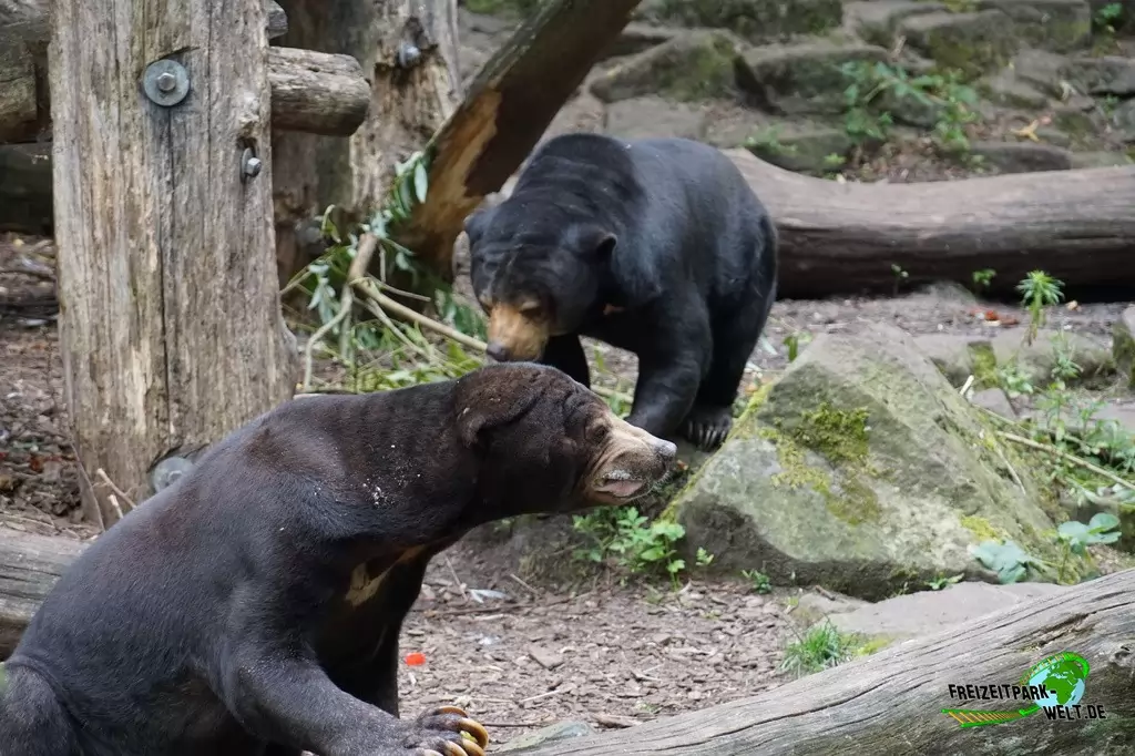 Malaienbär im Allwetterzoo Münster - 2016