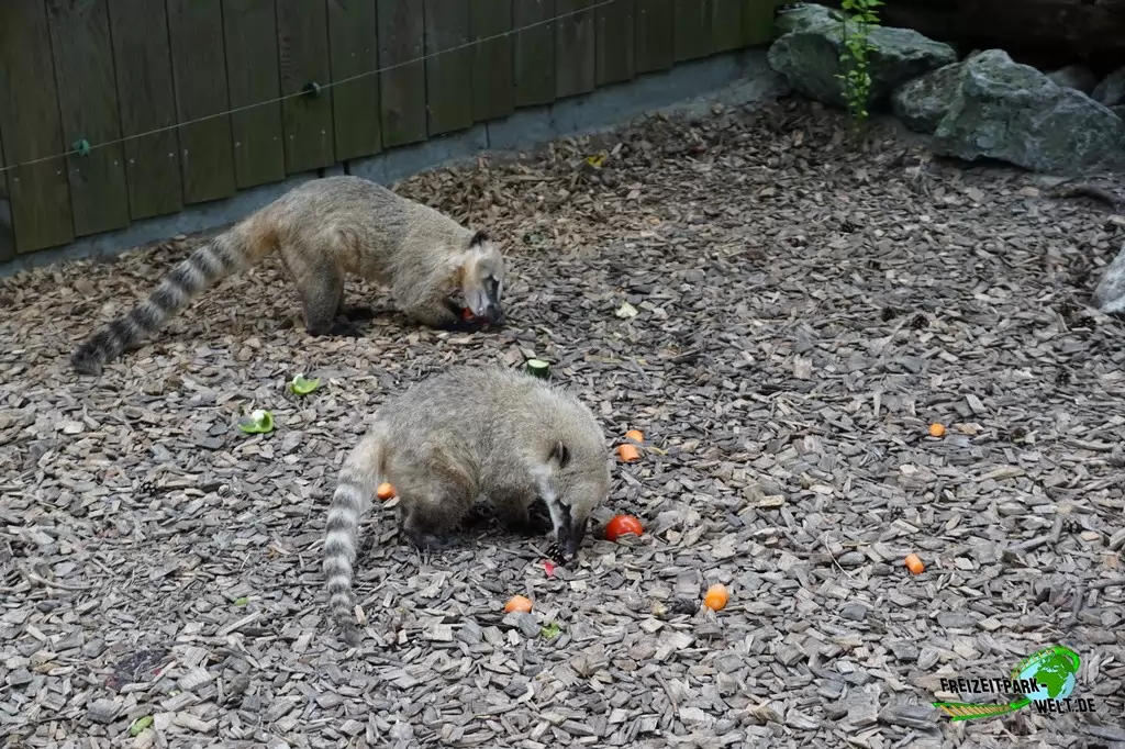Nasenbär im Allwetterzoo Münster - 2016