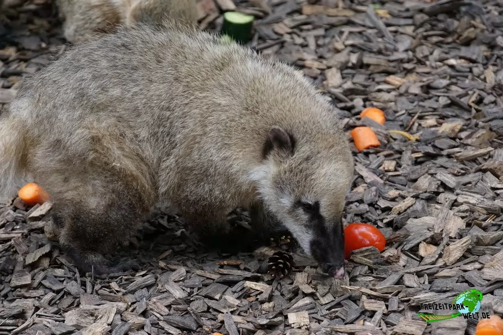 Nasenbär im Allwetterzoo Münster - 2016