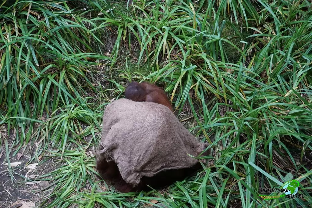 Orang-Utan im Allwetterzoo Münster - 2016