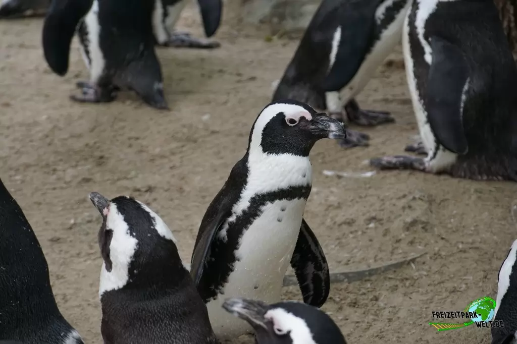 Brillenpinguine im Allwetterzoo Münster - 2016
