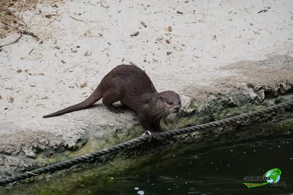 Zwergotter im Allwetterzoo Münster - 2016