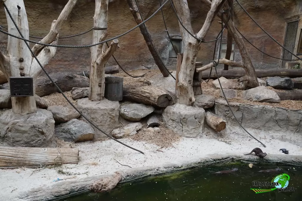 Zwergotter im Allwetterzoo Münster - 2016