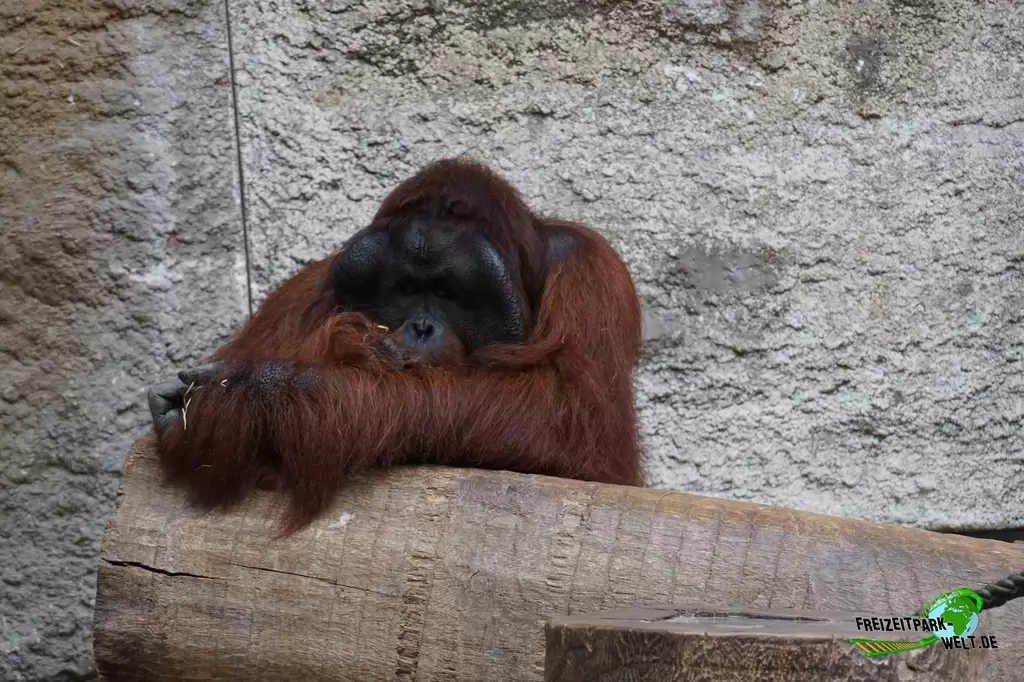 Orang-Utan im Allwetterzoo Münster - 2016