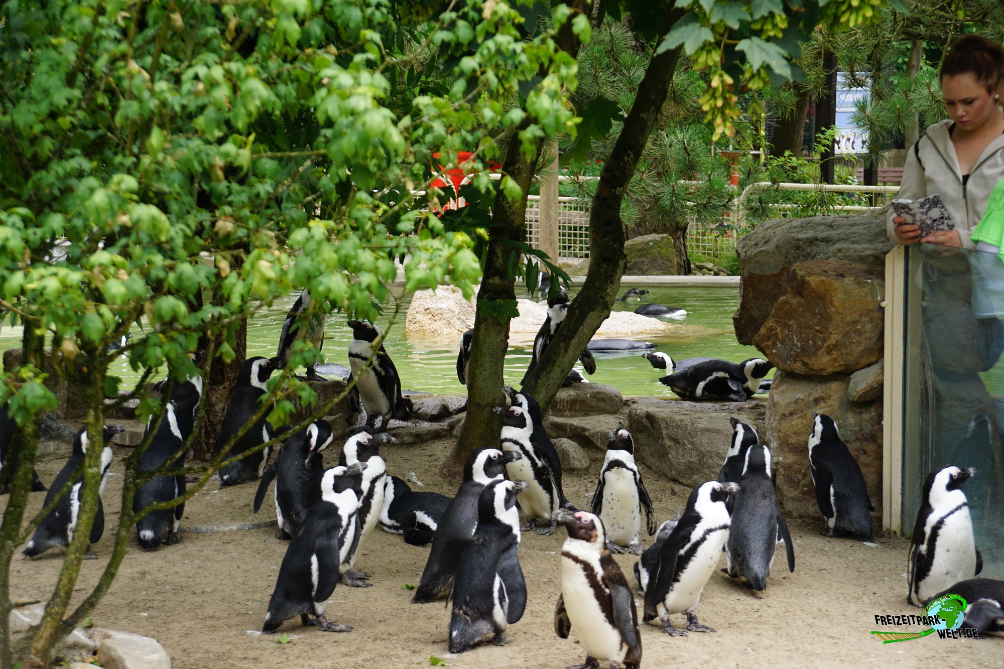 Brillenpinguine Allwetterzoo Münster Freizeitpark Weltde