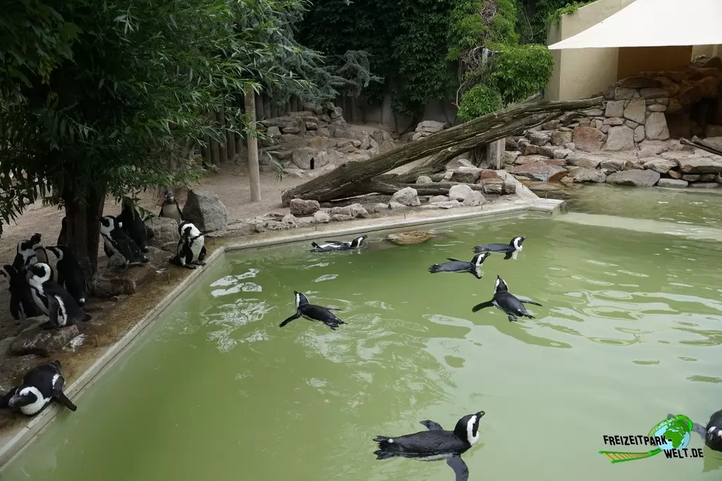 Brillenpinguine im Allwetterzoo Münster - 2016