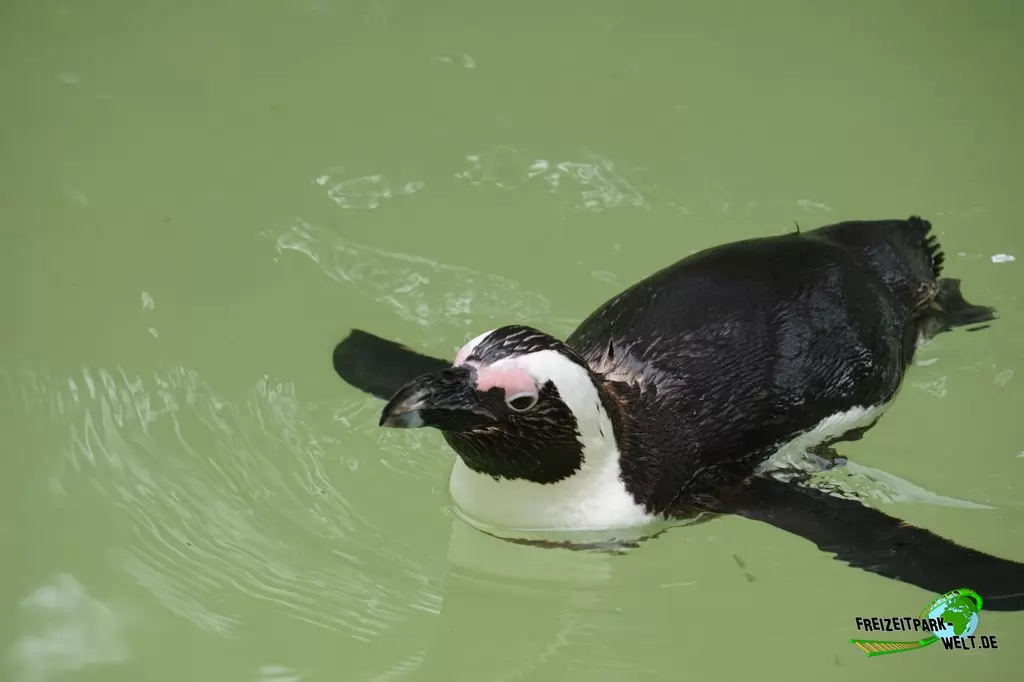 Brillenpinguine im Allwetterzoo Münster - 2016