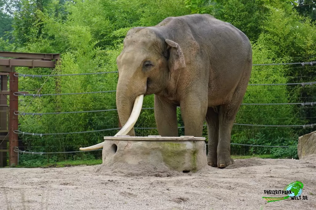 Asiatischer Elefant im Allwetterzoo Münster - 2016