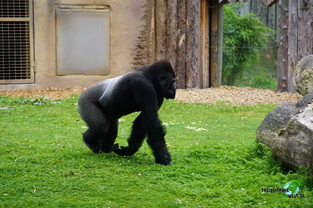 Westlicher Flachland-Gorilla im Allwetterzoo Münster - 2016