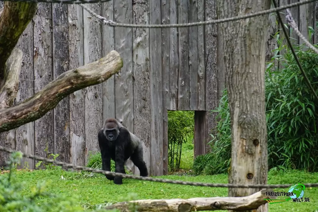 Westlicher Flachland-Gorilla im Allwetterzoo Münster - 2016