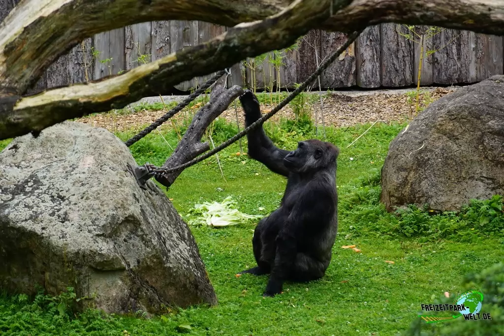 Westlicher Flachland-Gorilla im Allwetterzoo Münster - 2016