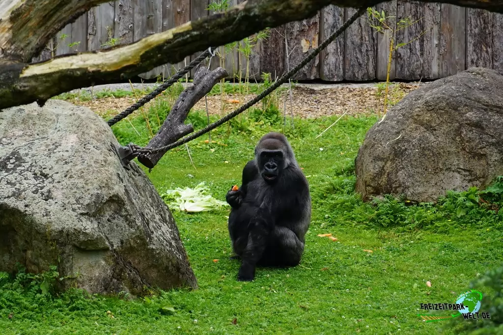 Westlicher Flachland-Gorilla im Allwetterzoo Münster - 2016