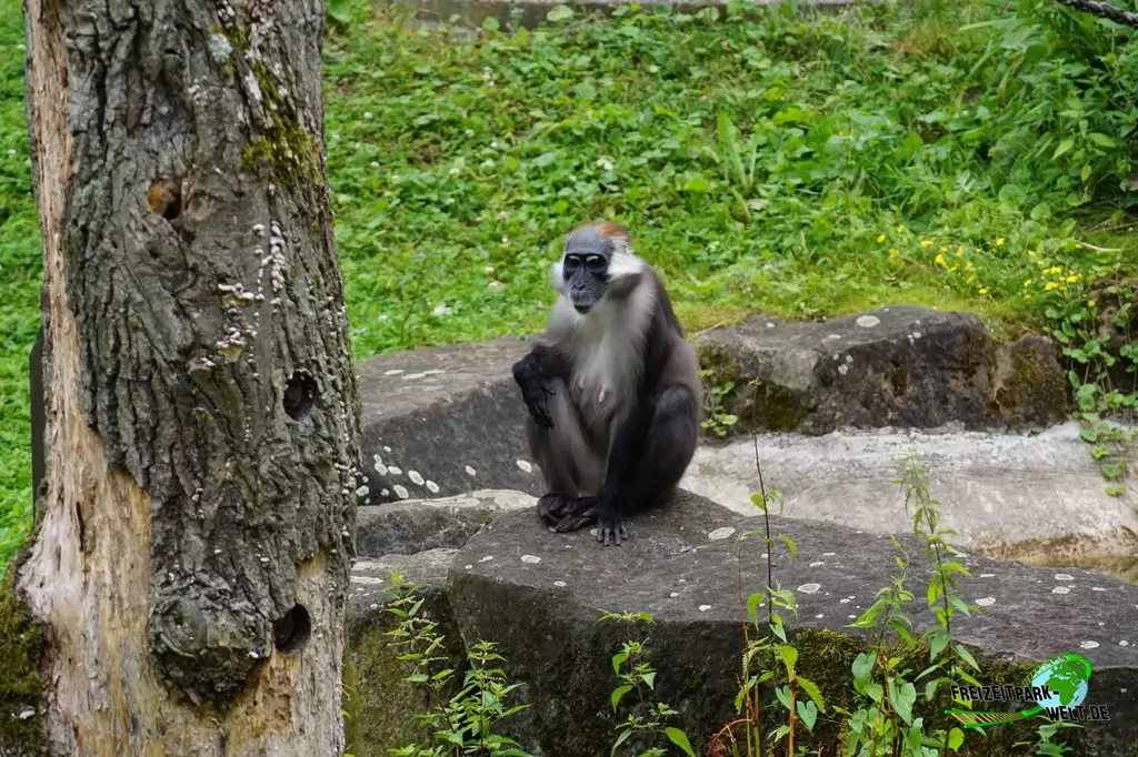Rotscheitelmangabe im Allwetterzoo Münster - 2016