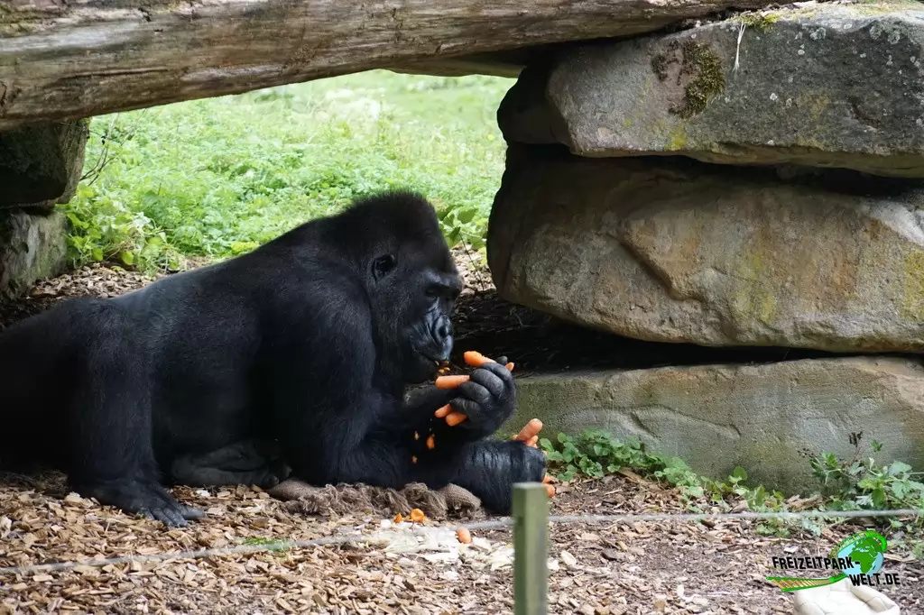Westlicher Flachland-Gorilla im Allwetterzoo Münster - 2016