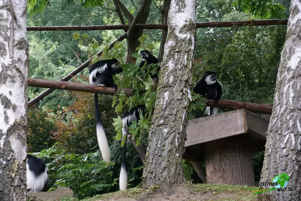 Guereza im Allwetterzoo Münster - 2016