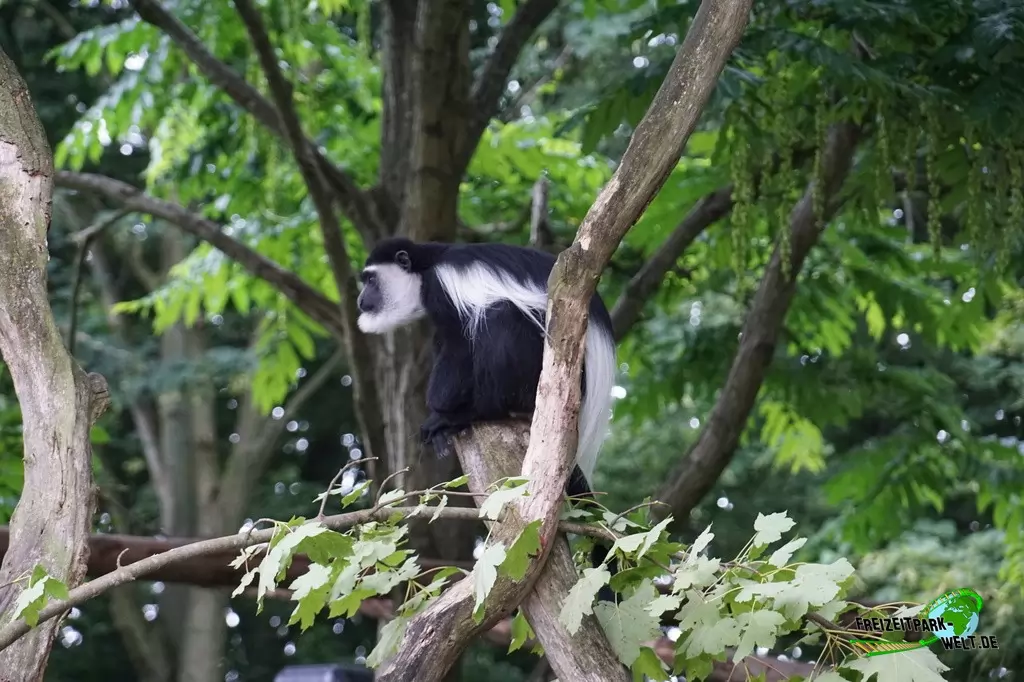 Guereza im Allwetterzoo Münster - 2016